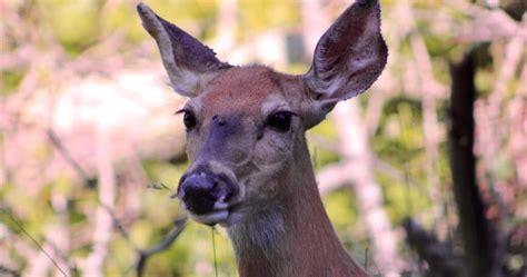 3 Ways Deer Support Tick Populations