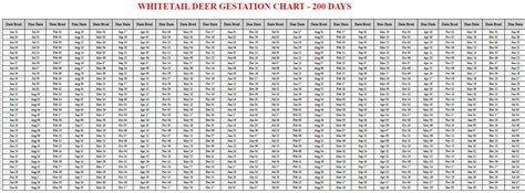 Deer Gestation: 9 Month Timeline