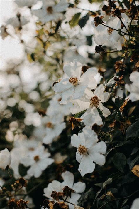 Deer Proof Your Garden 5 Expert Tips To Safeguard Your Flowers Shrubs Deer Proof Your Garden 5 Expert Tips To Safeguard Your Flowers Shrubs