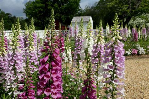 Deer-Proof Your Garden: Plant Guide Deer-Proof Your Garden: Plant Guide