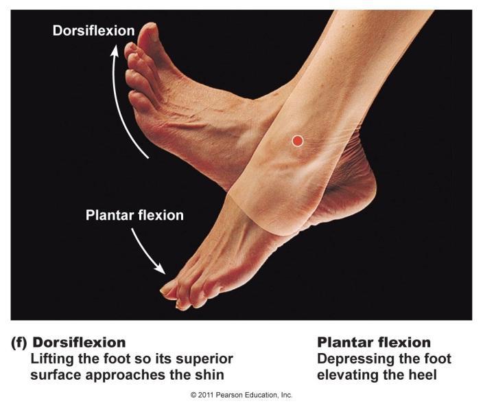 Definitive Guide To Mobility And Strenght In Your Ankles And Feet Definitive Guide To Mobility And Strenght In Your Ankles And Feet