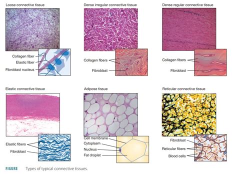 Dense Connective Tissue Components Types Cells Fibres Aesl