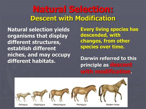 Evolution's Secrets: 5 Key Insights.