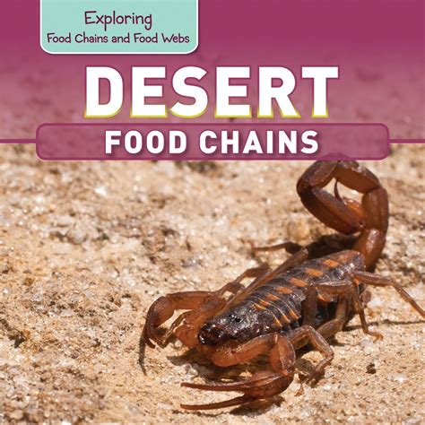 Desert Food Chains Exploring Food Chains And Food Webs Kawa Katie Desert Food Chains Exploring Food Chains And Food Webs Kawa Katie