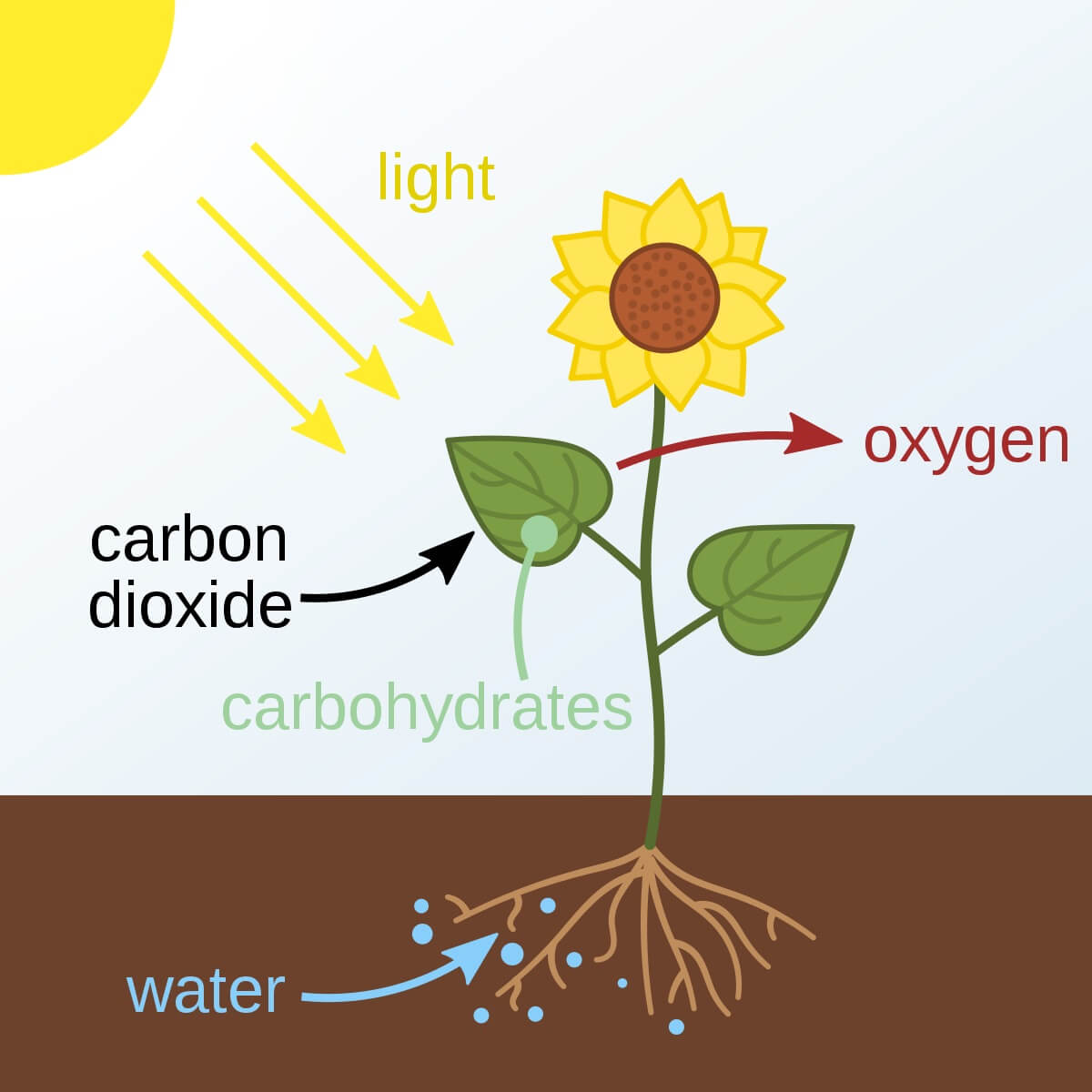 Diagram Of Photosynthesis In Plants Photosynthesis Reaction Diagram Of Photosynthesis In Plants Photosynthesis Reaction