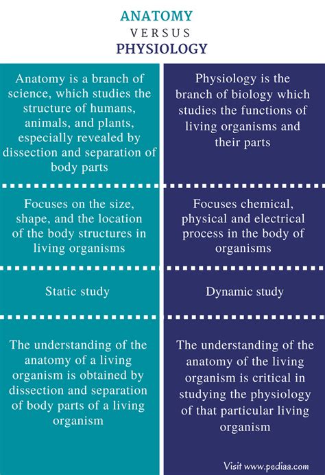 The Anatomy vs. Physiology Divide The Anatomy vs. Physiology Divide