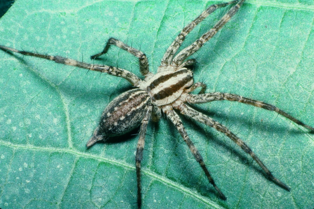 Texas Spider Species: A Complete Guide