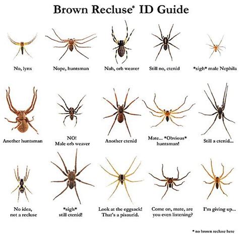 Different Types Of Brown Recluse Spiders