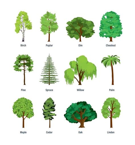 Different Types Of Trees Different Types Of Trees