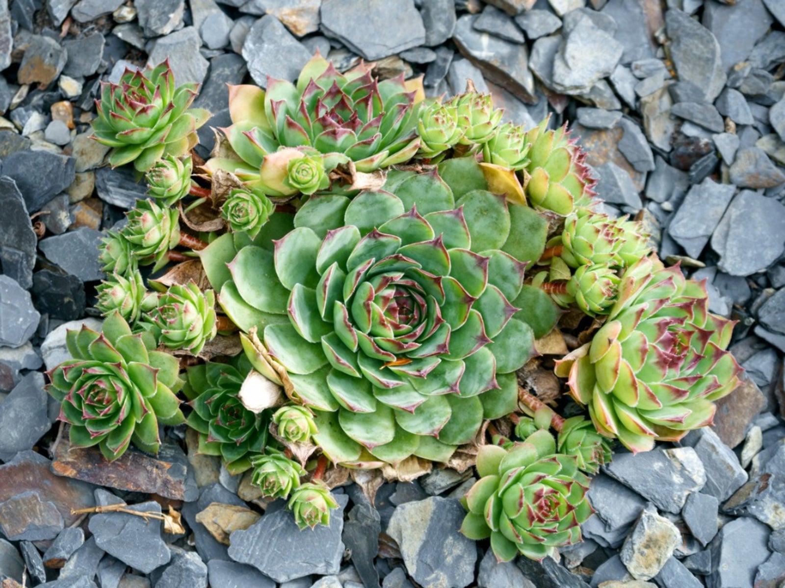 Discovering The Charm Of The Hens And Chicks Plant Discovering The Charm Of The Hens And Chicks Plant