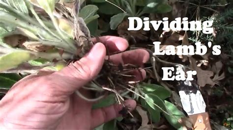 Mastering the Art of Dividing Lamb's Ear
