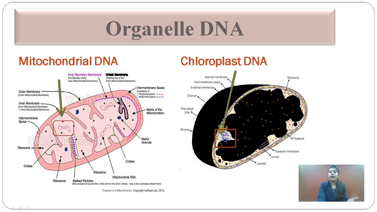DNA's Home: Top 3 Places