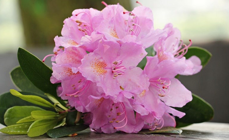 Azaleas: Unlocking the Secret to Acidic Soil