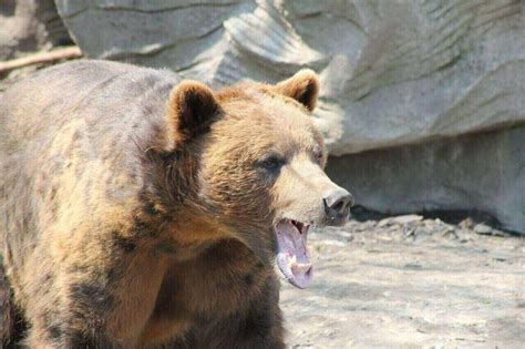 Bears: A Threat to Deer?