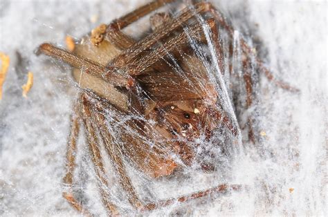 The Secrets of Brown Recluse Webs