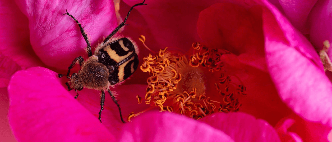 The Secret Lives of Bug Hearts The Secret Lives of Bug Hearts