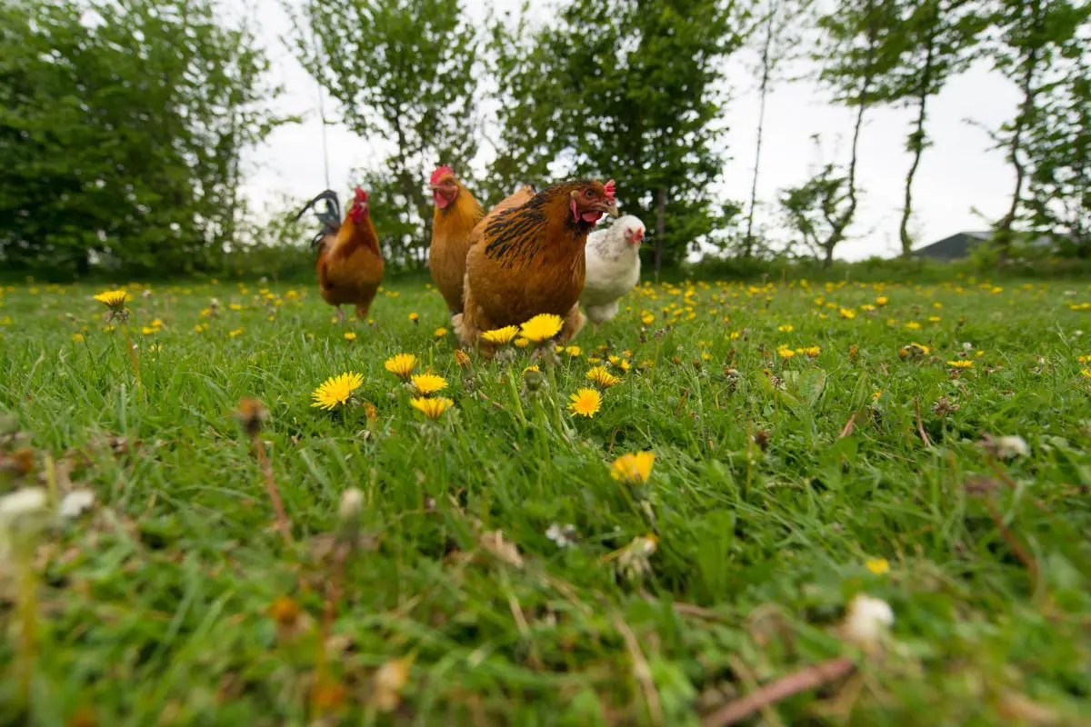 Do Chickens Eat Ticks? Find Out!