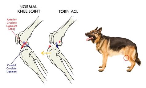 Do Dogs Fully Recover From Acl Surgery Do Dogs Fully Recover From Acl Surgery