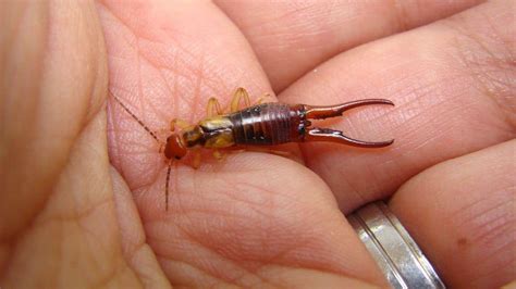 The Truth About Earwig Bites: 5 Facts
