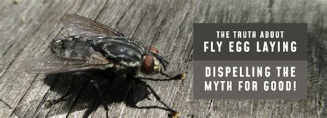 Do Flies Lay Eggs Every Time They Land Trash Cans Unlimited Do Flies Lay Eggs Every Time They Land Trash Cans Unlimited