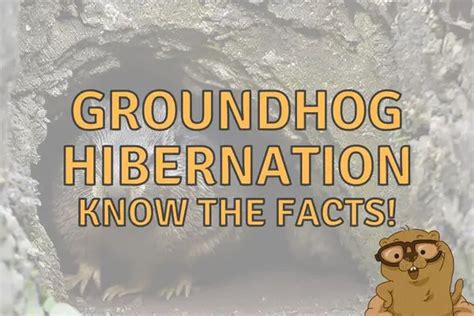 Groundhog Hibernation: 3 Key Facts.