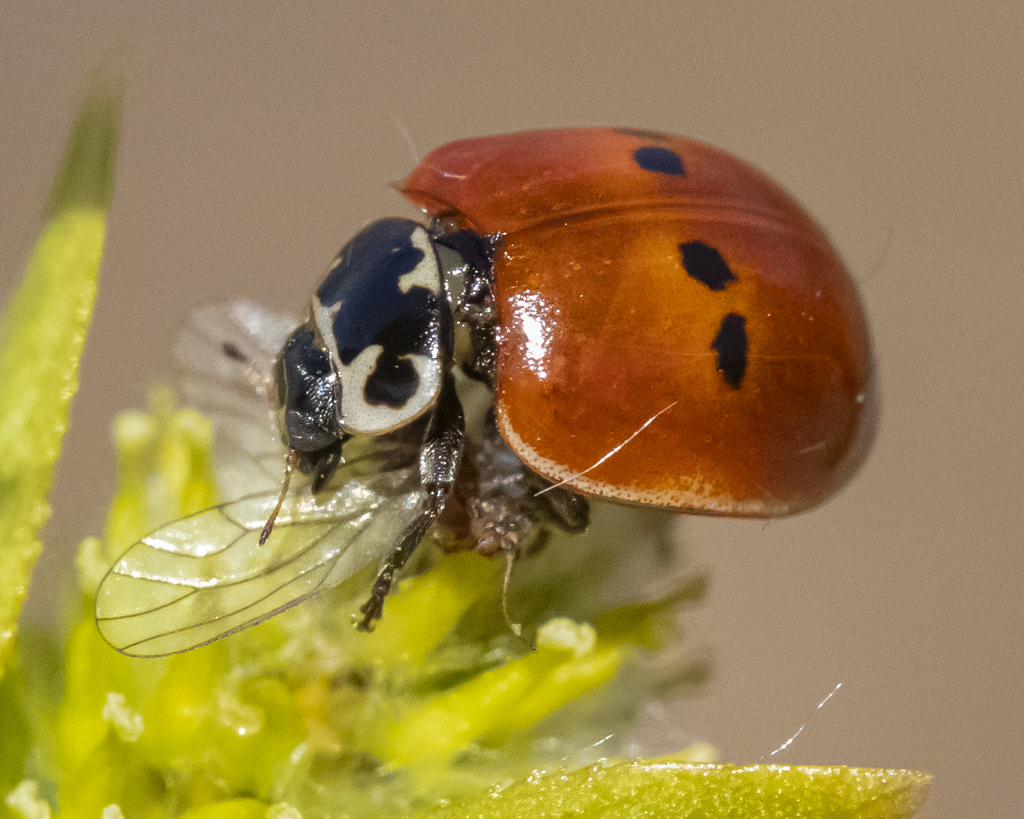 Do Ladybugs Bite Are Ladybugs Poisonous Painful Truth On Lady Beetles Do Ladybugs Bite Are Ladybugs Poisonous Painful Truth On Lady Beetles