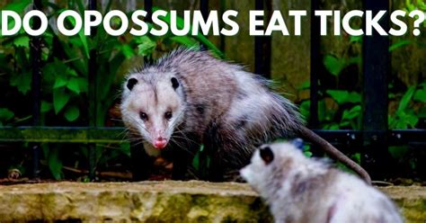 Nature's Pest Control: 3 Ways Opossums Fight Ticks