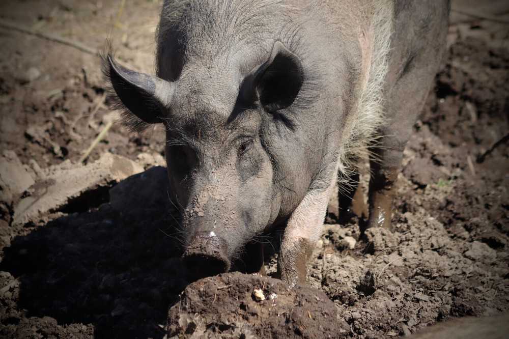 5 Facts About Pig Sweating