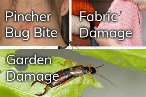 The Do's and Don'ts of Pincher Bites