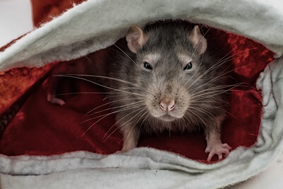 Unraveling the Truth: Do Rats Attack?