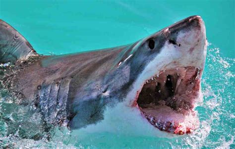 Do Sharks Really Have Tongues?