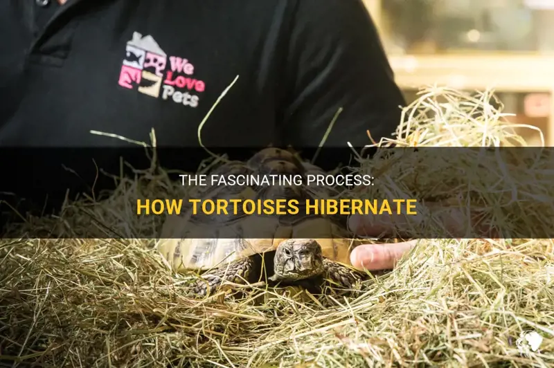 Turtles: Do They Hibernate?
