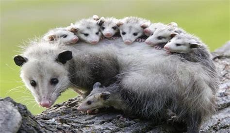 5 Ways Possums Control Ticks