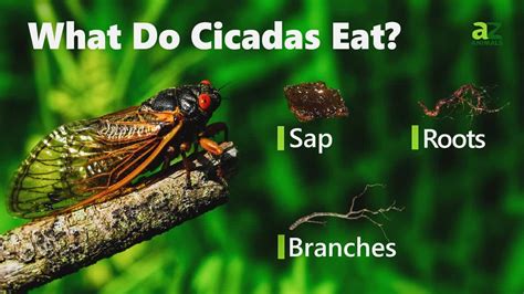 What's on the Cicada's Menu?