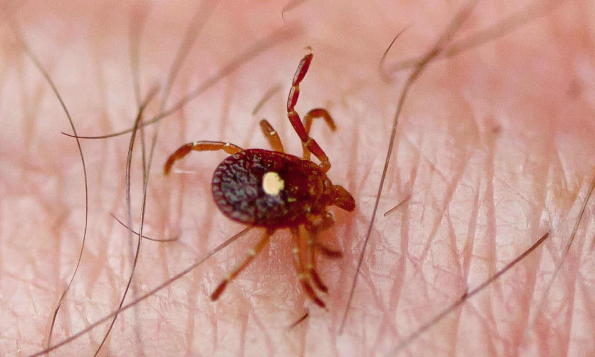3 Tips to Avoid Ticks in Colorado
