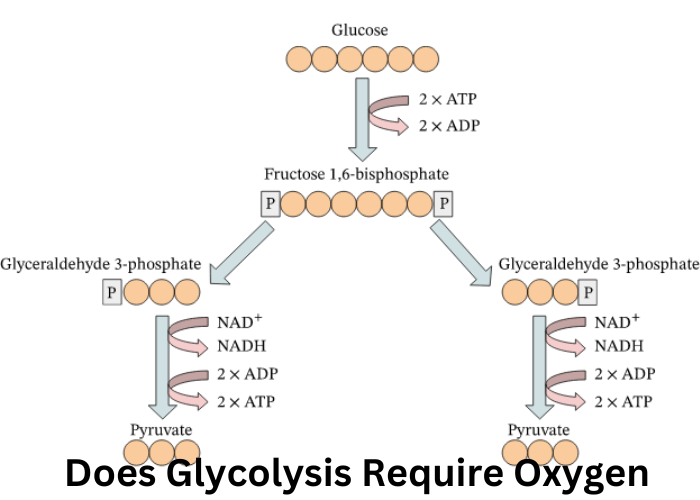 The Surprising Truth About Glycolysis and Oxygen