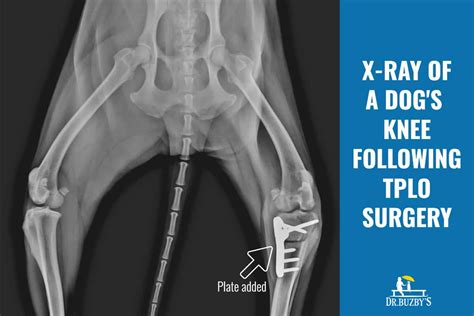 6 Signs of ACL Injury in Dogs