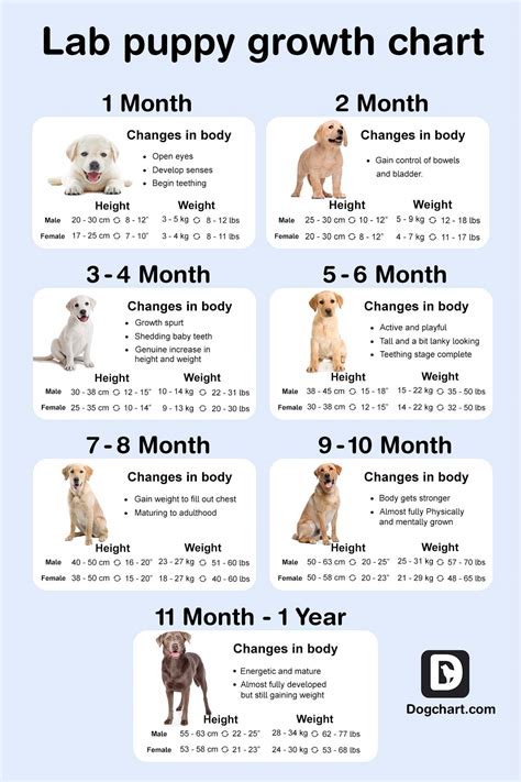 Understanding the Dog's Life Cycle Understanding the Dog's Life Cycle