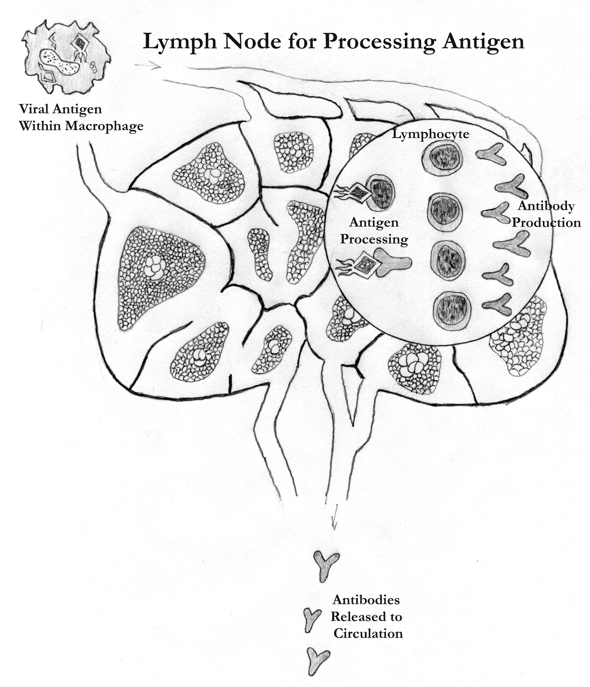 Lymph Node Care for Canines