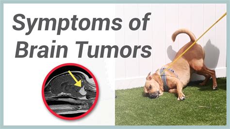 8 Signs of Dog Brain Cancer