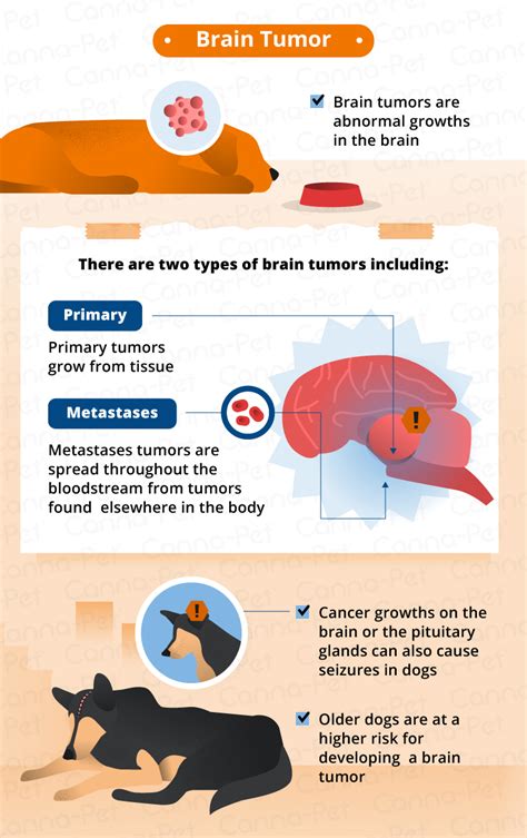 Understanding Canine Brain Tumors and Seizures