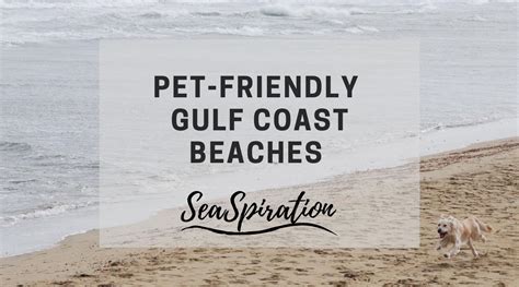Dog-Friendly Beaches on the Gulf Coast: Top Tips