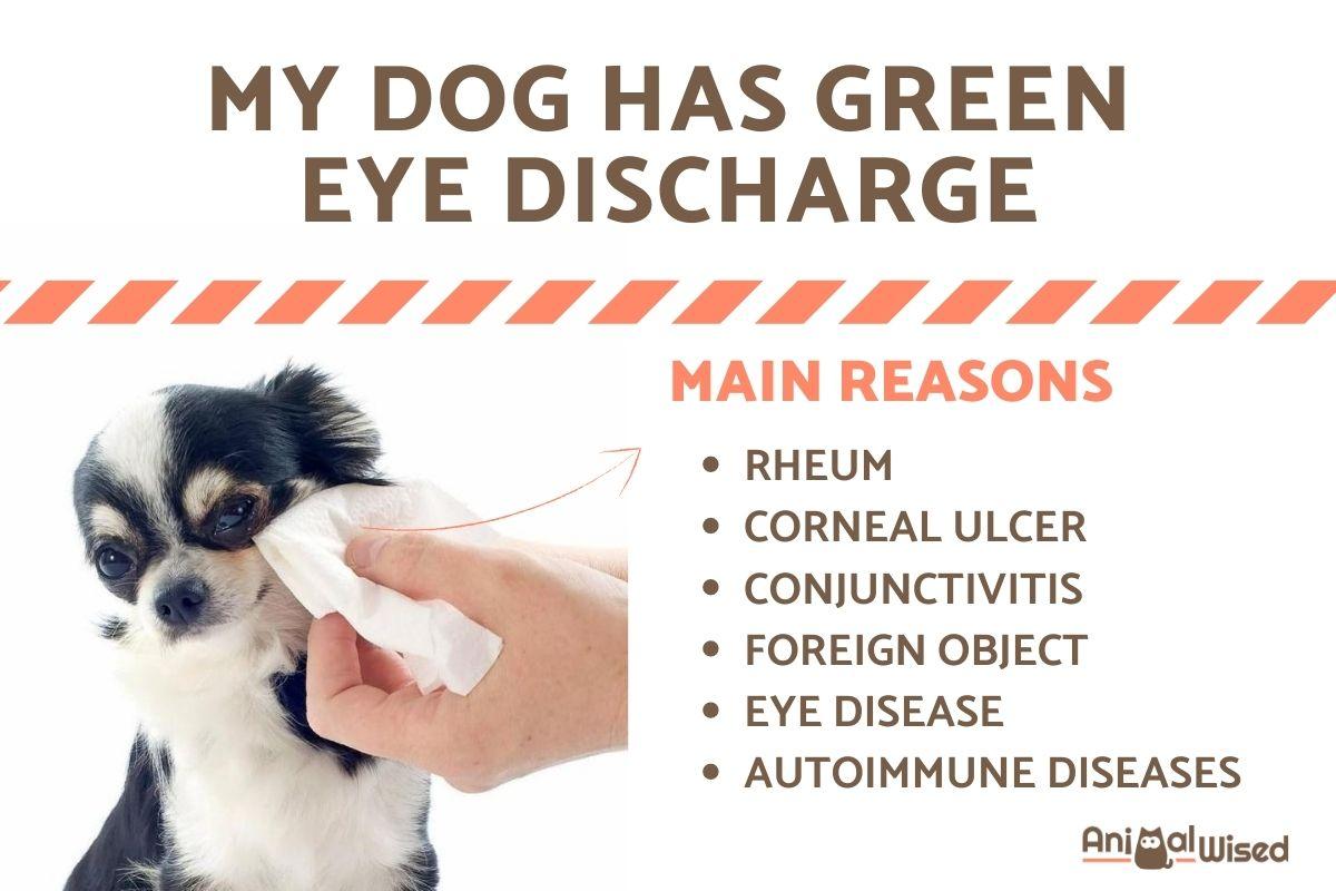 Understanding Dog Labour: Green Discharge Alert
