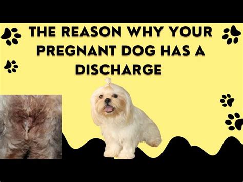Understanding Green Discharge in Pregnant Dogs: 5 Facts
