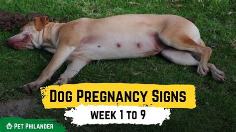 Dog Pregnancy Signs Week 1 To 9 Pet Health Youtube Dog Pregnancy Signs Week 1 To 9 Pet Health Youtube