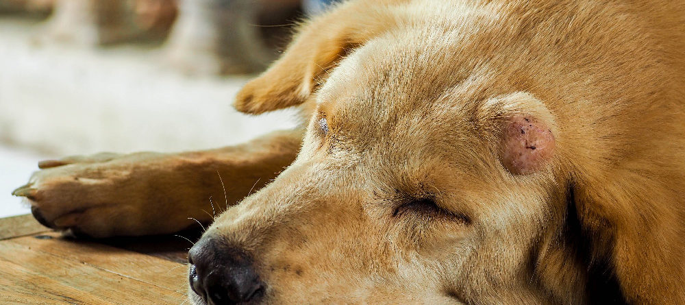 4 Tips for Dealing with Dog Head Tumors