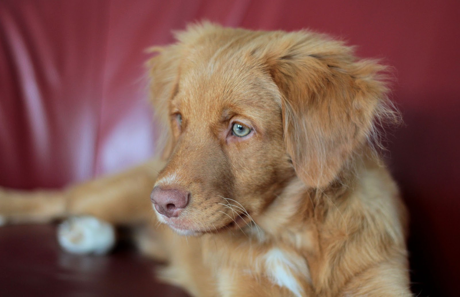 Understanding a Dog's Life Cycle