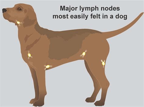 Understanding Swollen Lymph Nodes in Dogs