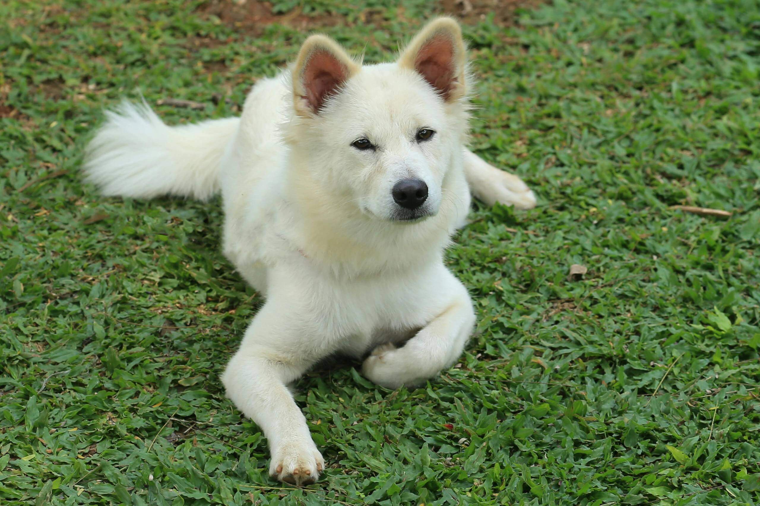 4 Tips: Why Is My Dog's Poop Yellow?