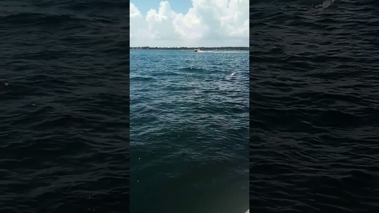 Dolphins Mating Youtube Dolphins Mating Youtube